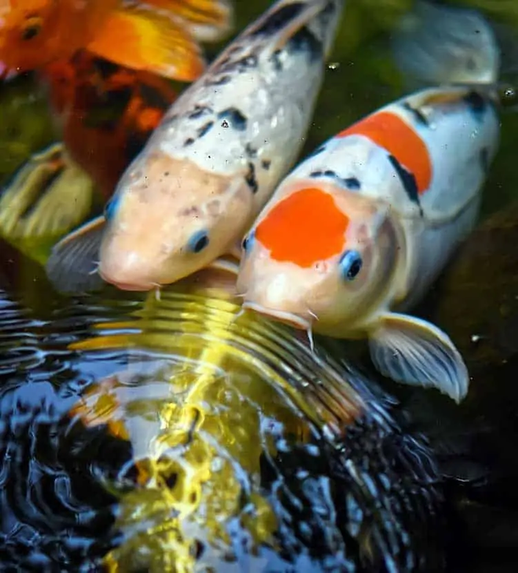 Koi progress growth