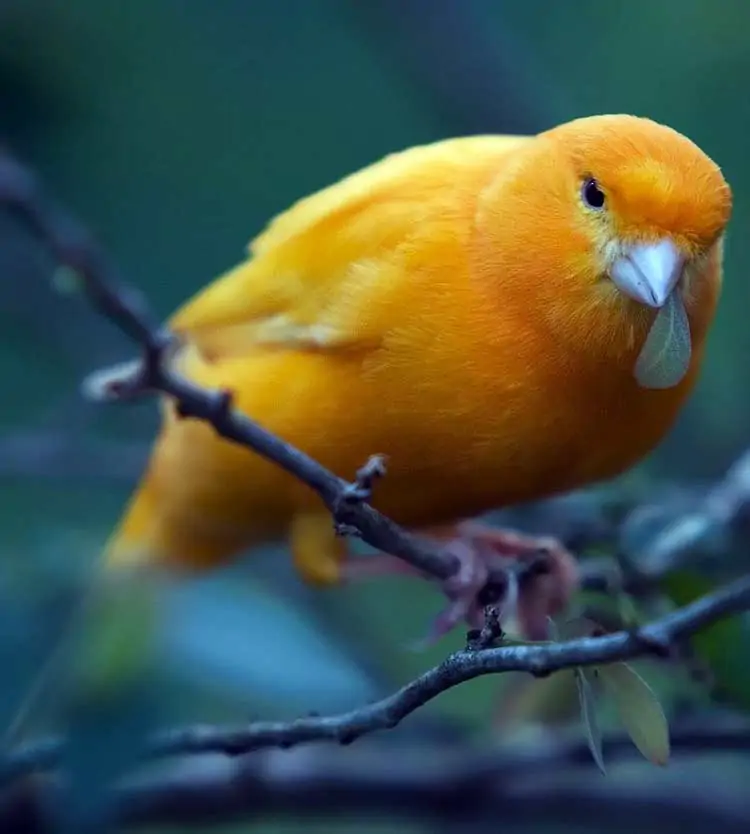 orange canary bird