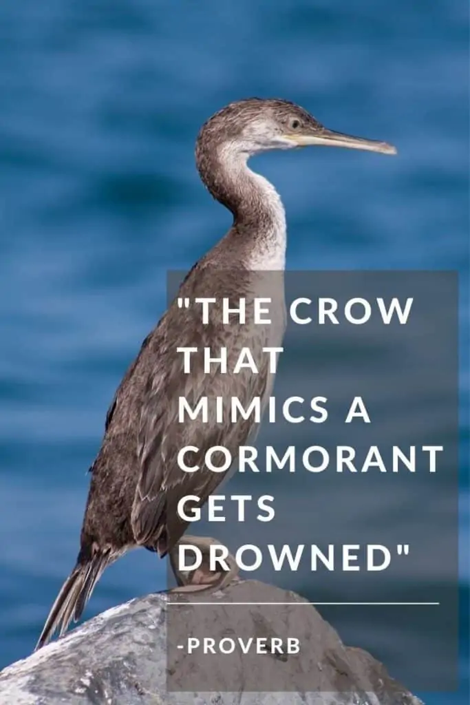 Cormorant Quote