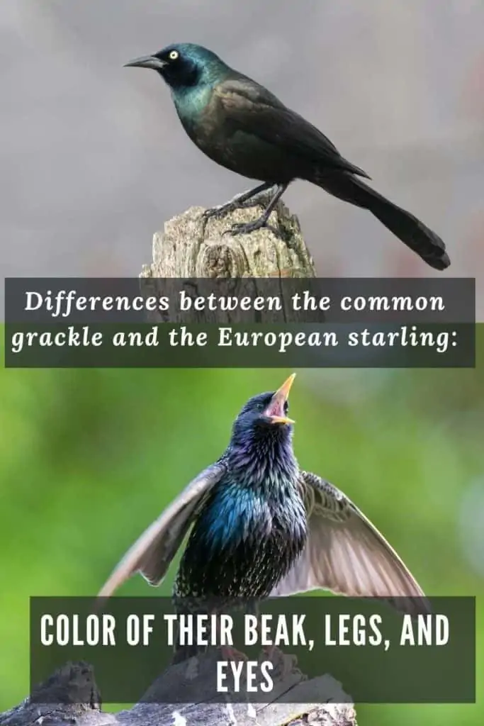 Differences grackle and European starling: