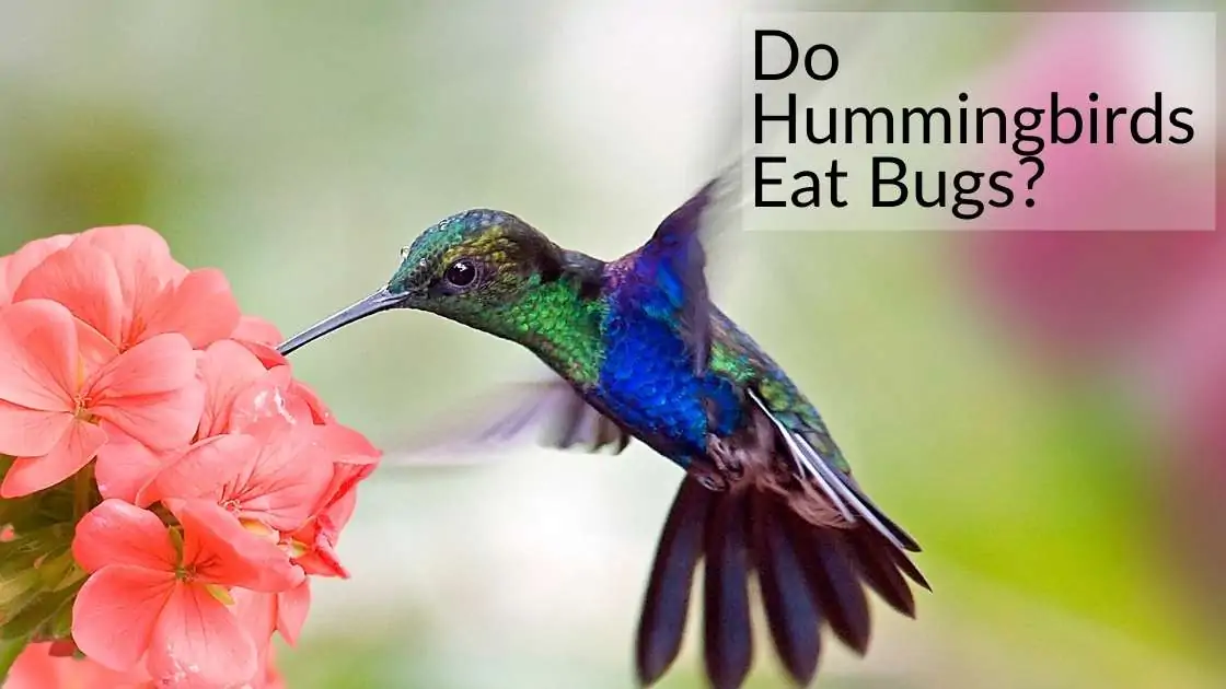 Do Hummingbirds Eat Bugs