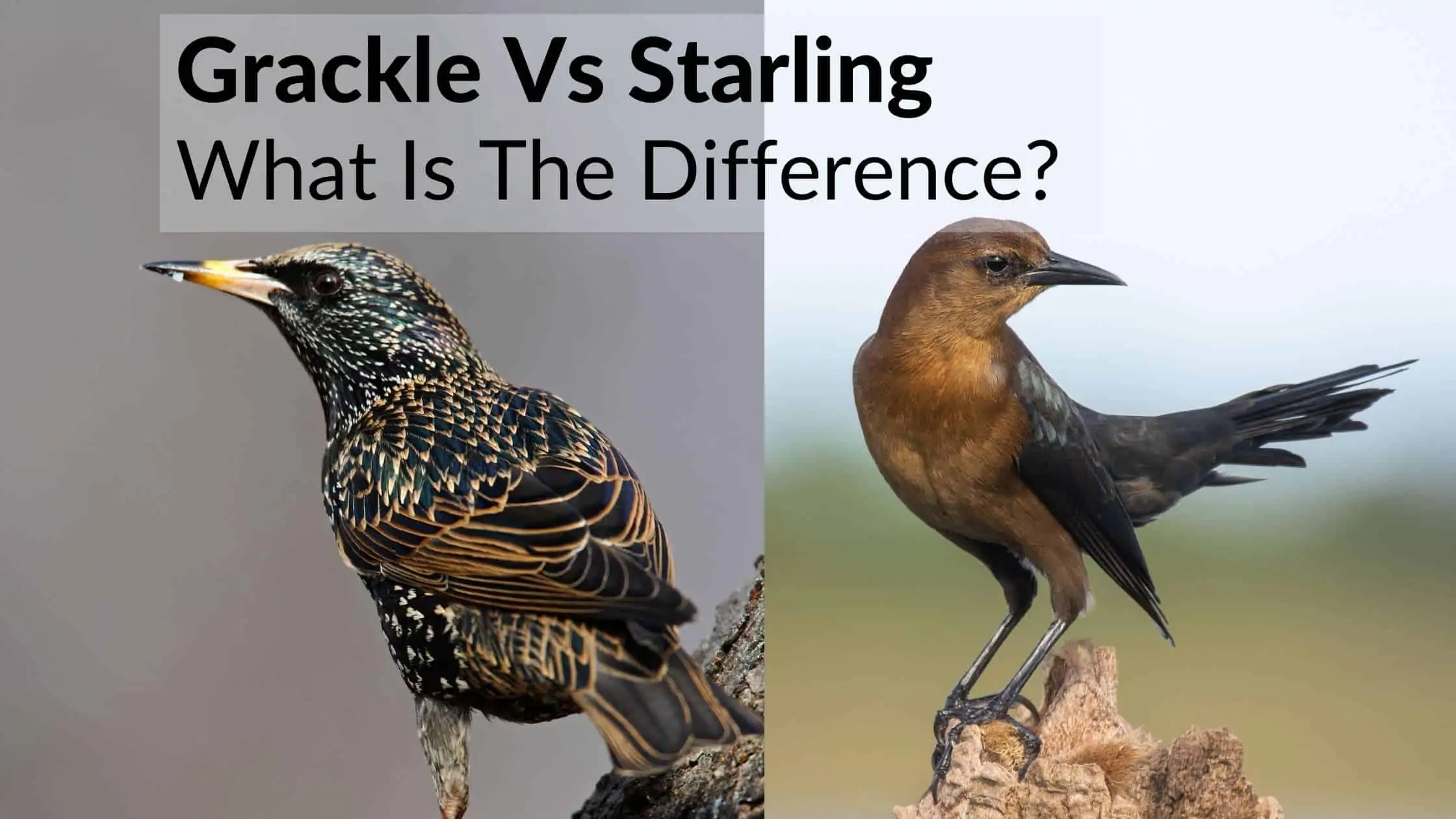 Grackle Vs Starling