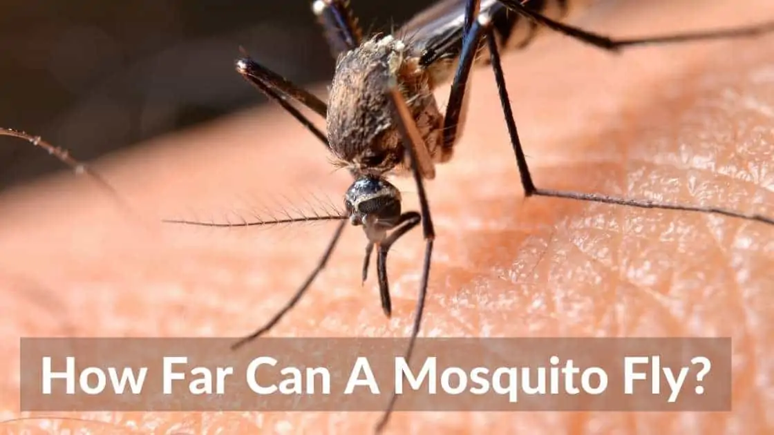 How Far Can a Mosquito Fly