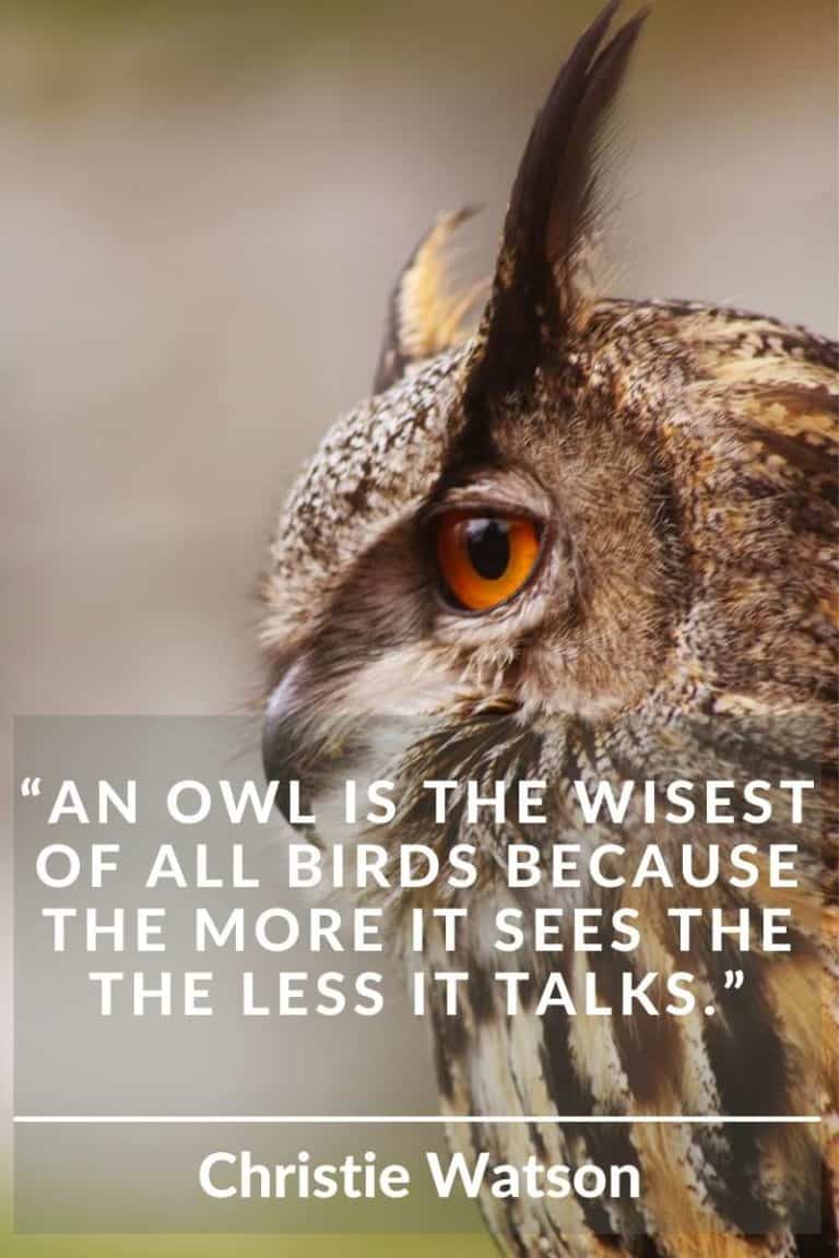 owl-feather-meaning-the-mysterious-power-explained