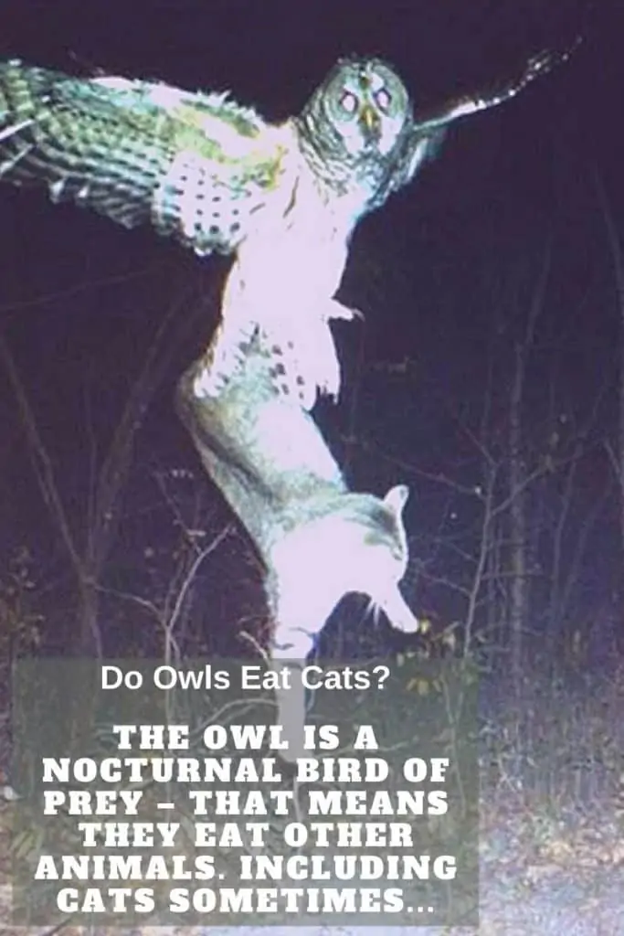 owl catches cat