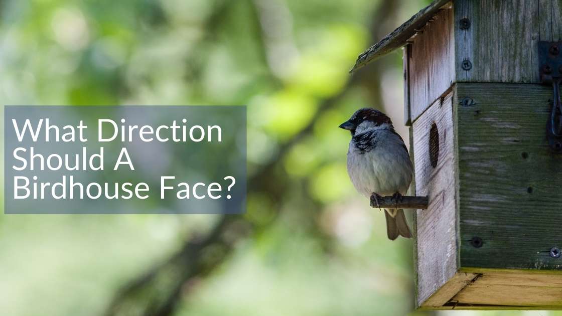 what-direction-should-a-birdhouse-face-full-guide-for-most-impact