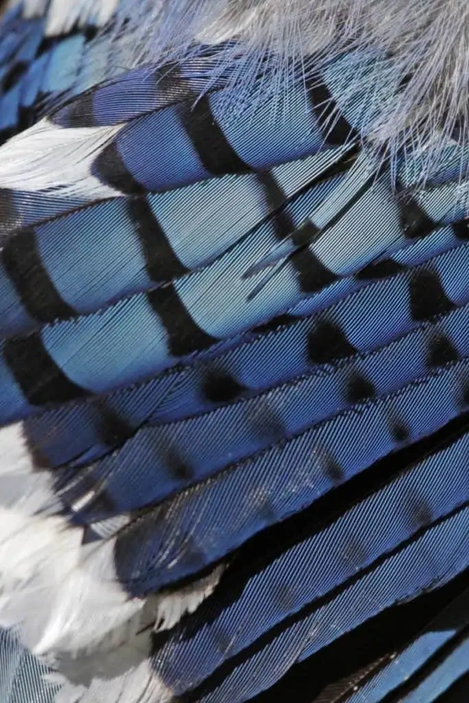 blue jay father looks 1 Unpacking the Blue Jay Feather's Symbolism