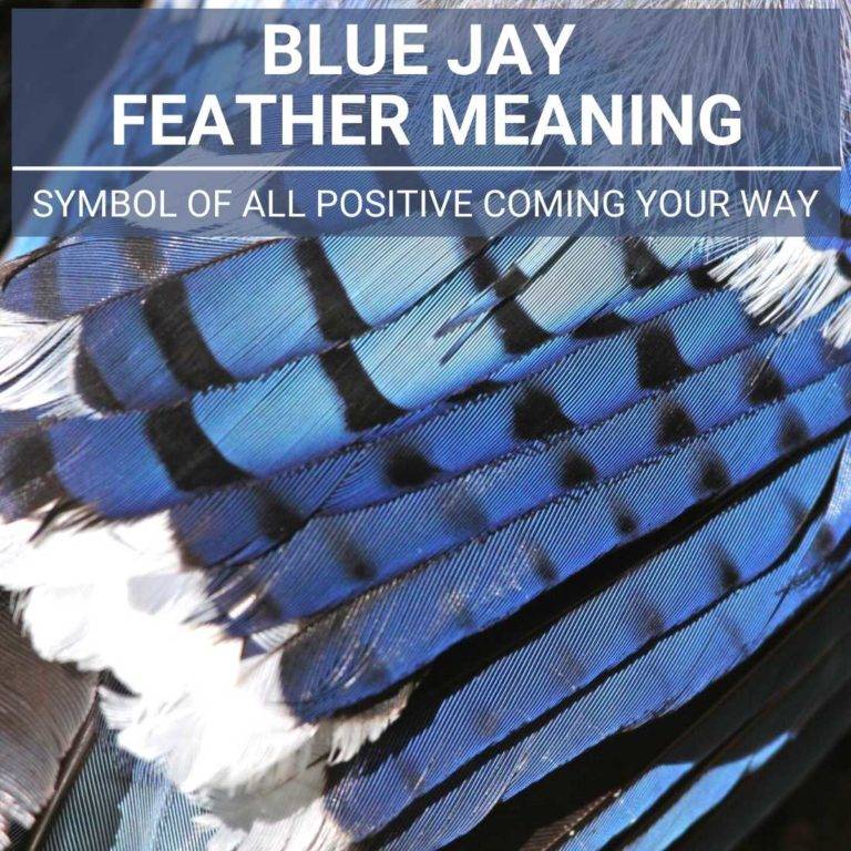 Blue Jay Feather Meaning: Symbolism And Practical Uses