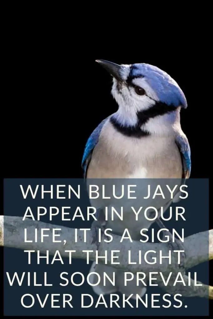 blue jays appear