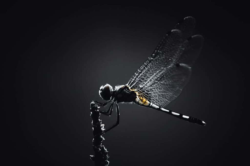 Spiritual Meaning Of Finding A Dead Dragonfly