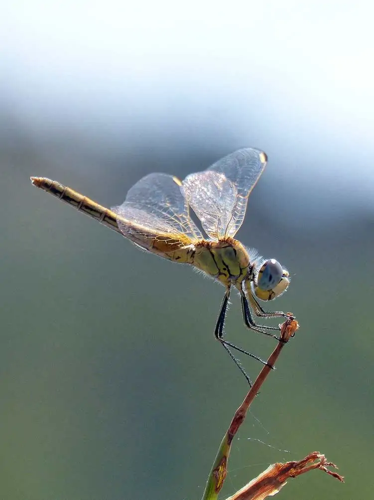 dragonfly-symbolism