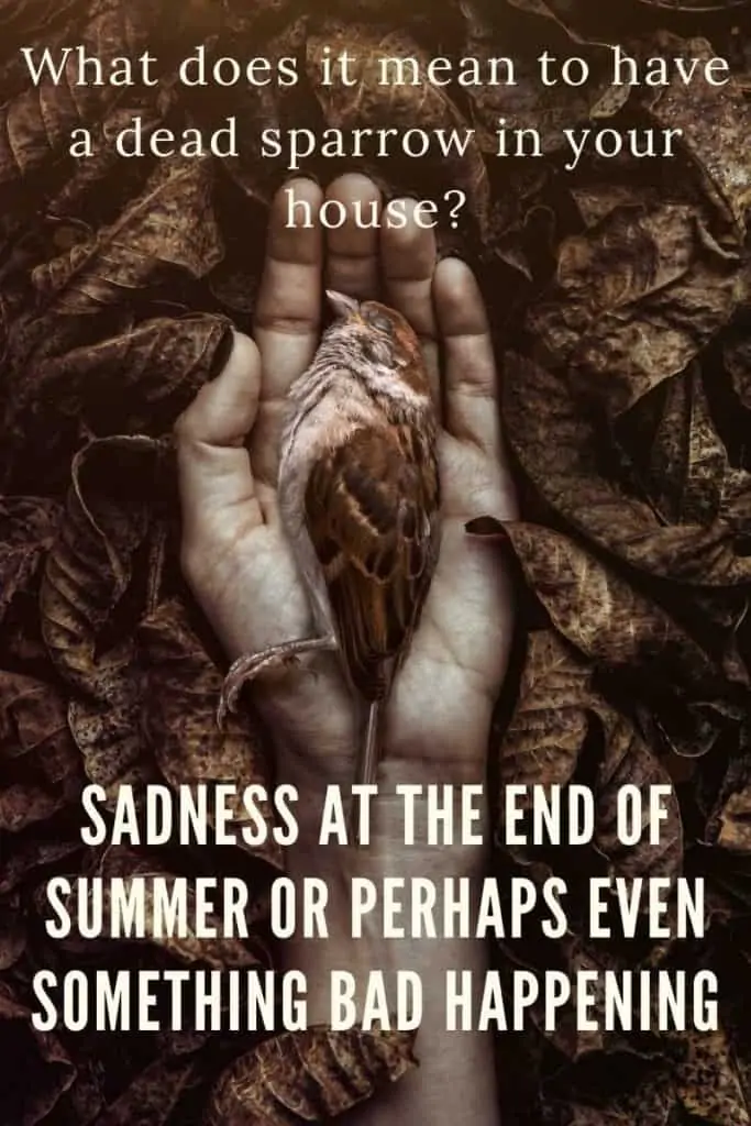 dead sparrow in your house