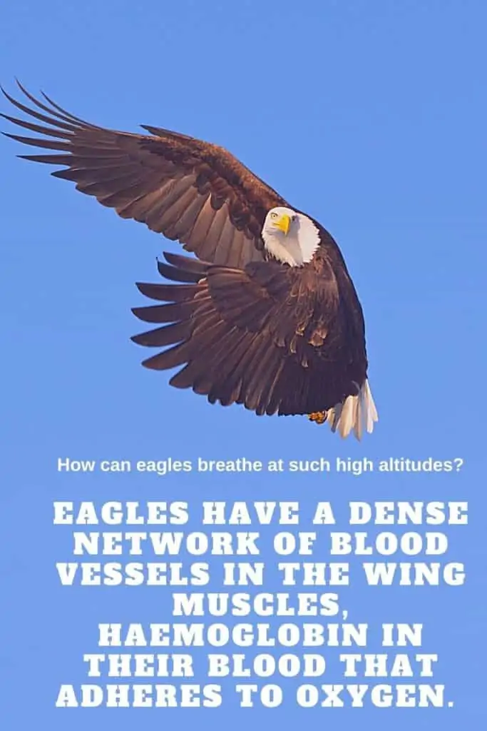 eagles breath at height