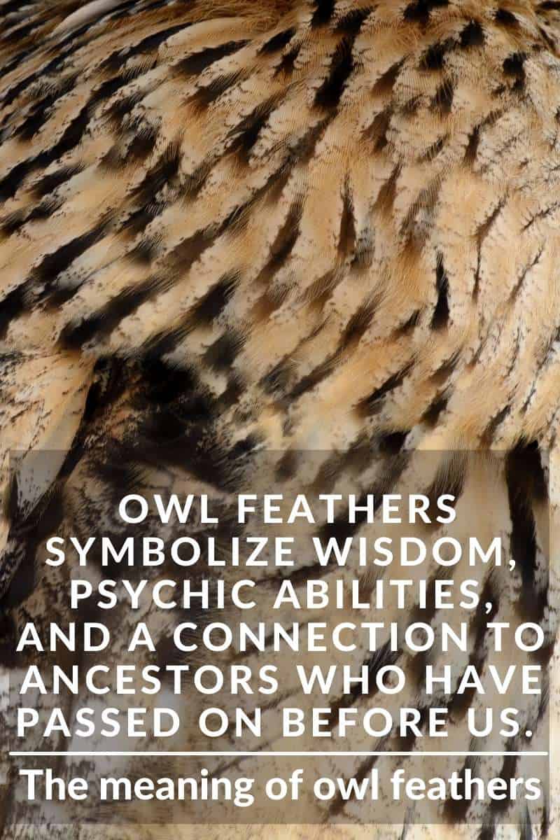 owl-feather-meaning-the-mysterious-power-explained