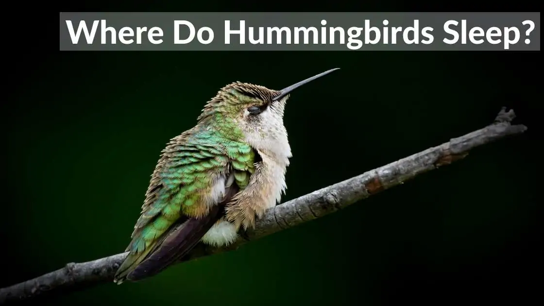 where do hummingbirds sleep