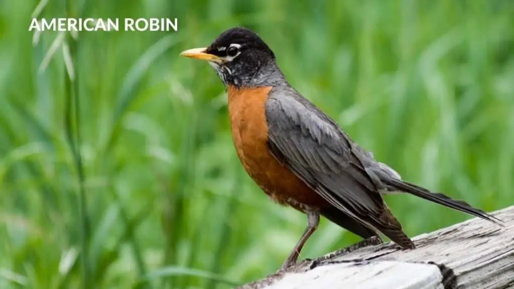 American Robin