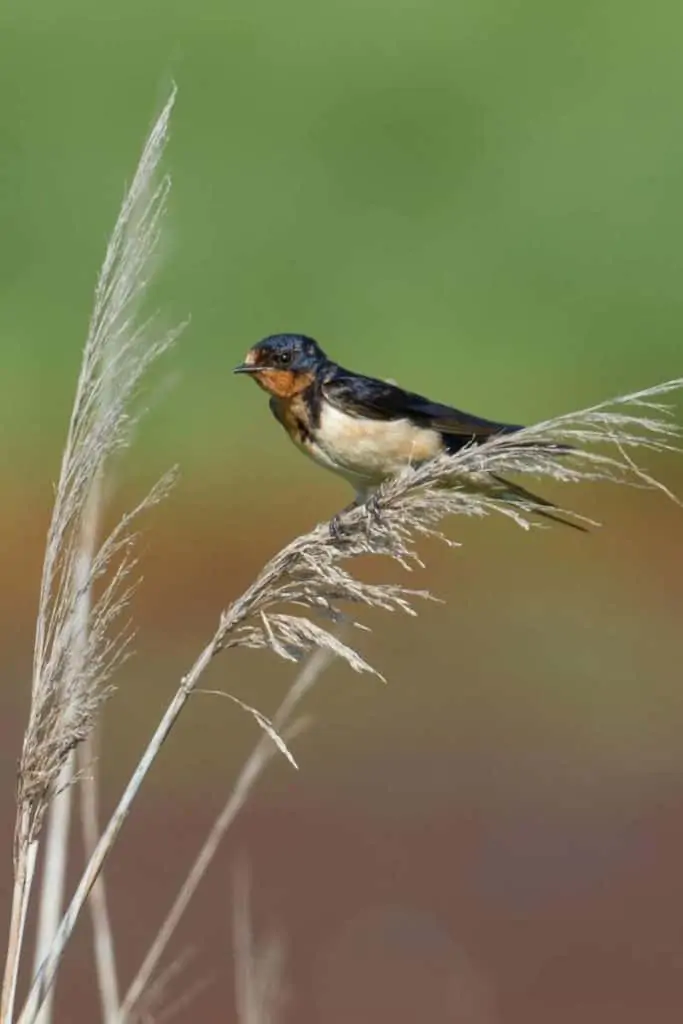 barn swallow