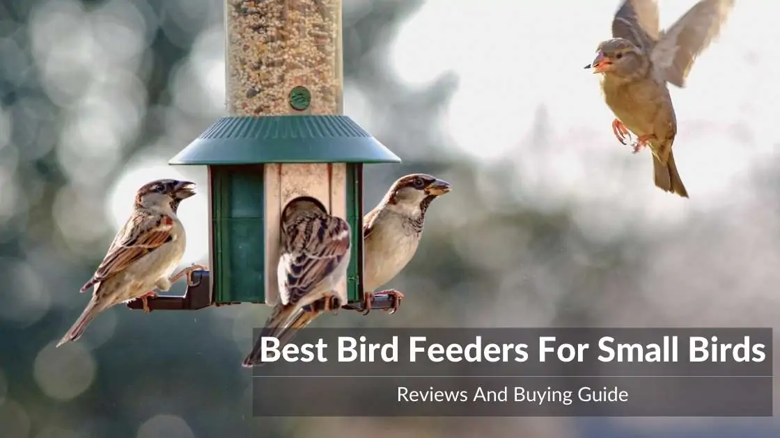 Bird Feeders for small birds