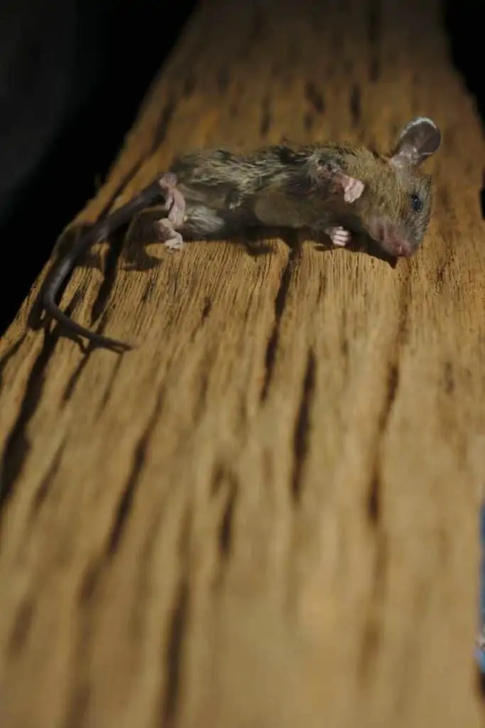 dead mouse in dream meaning