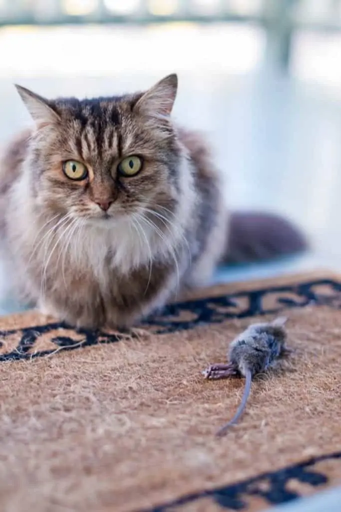 Dead mouse Meaning in different cultures