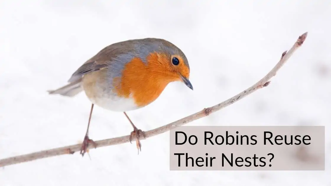 Do Robins Reuse Their Nests