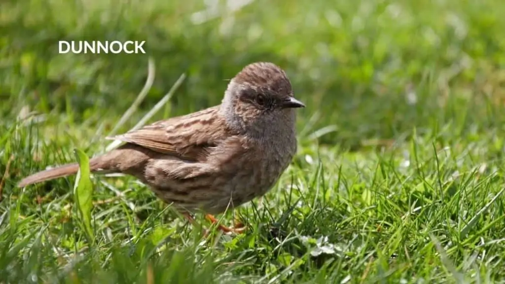 Dunnock Blue Egg Layers: Meet the Birds with Vibrant Clutches