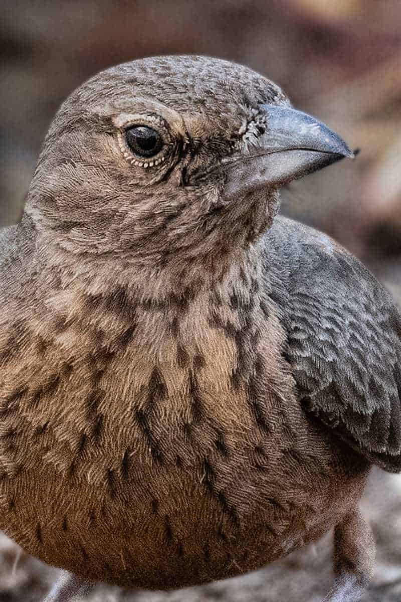 Lark Symbolism A World Of Hidden Meanings Culture