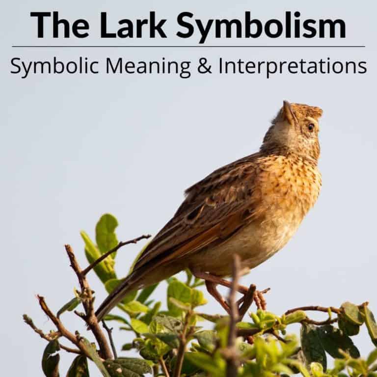 lark-symbolism-a-world-of-hidden-meanings-culture