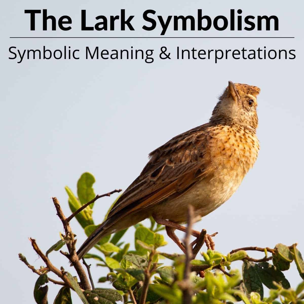 Lark Symbolism A World Of Hidden Meanings Culture