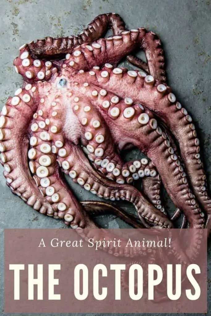 octopus spirit animal