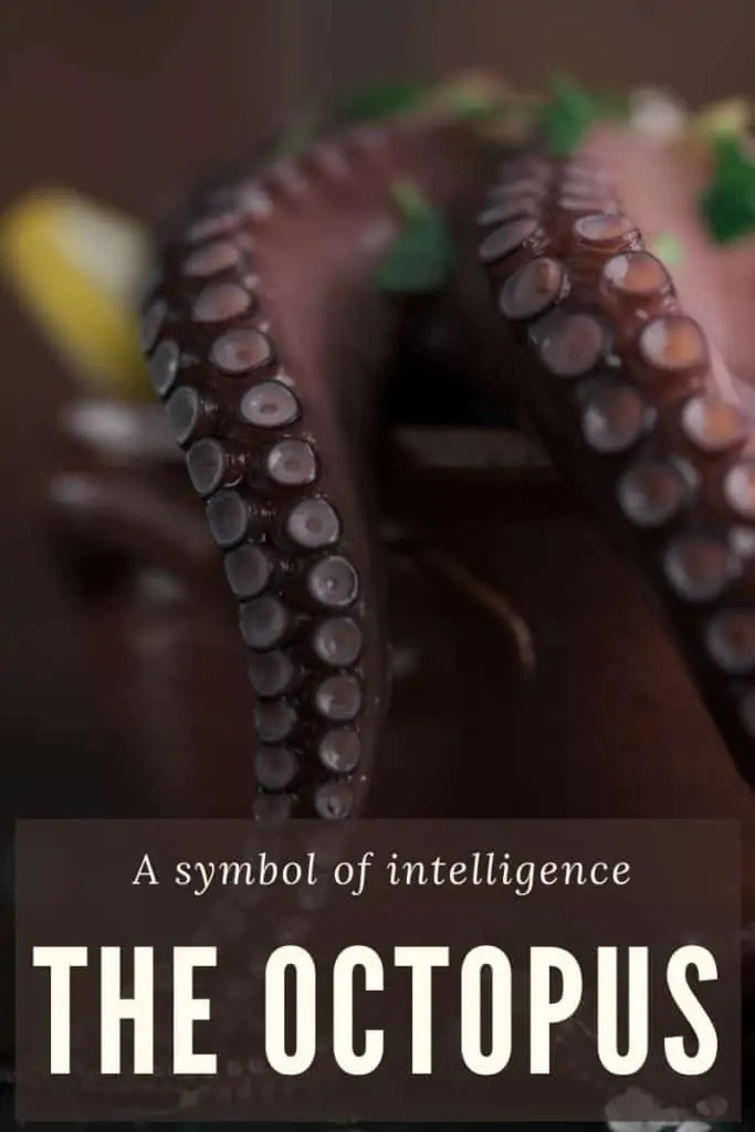 octopus symbol intelligence