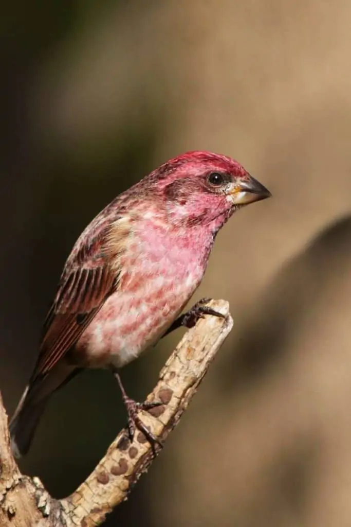 Purple finch symbolism