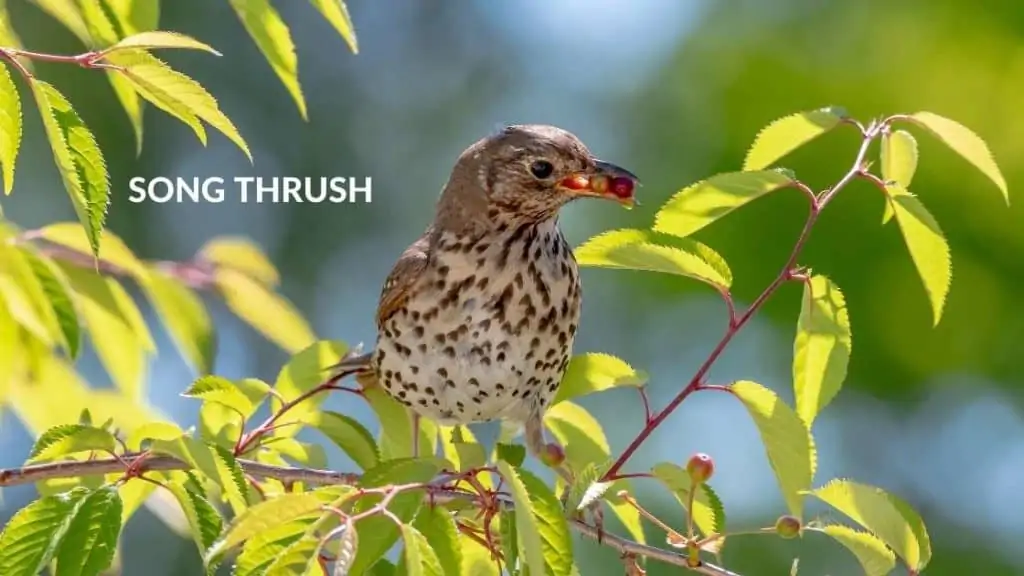 Song Thrush