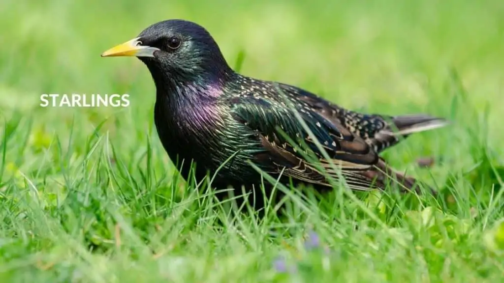 Starlings Blue Egg Layers: Meet the Birds with Vibrant Clutches