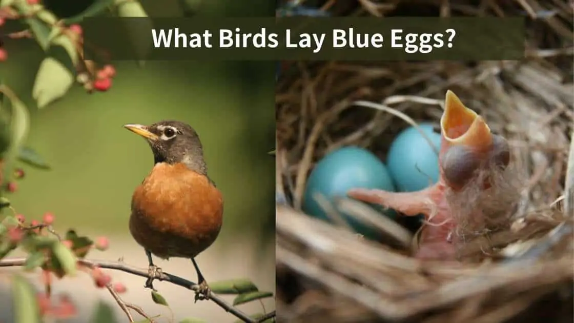 What Birds Lays Blue Eggs