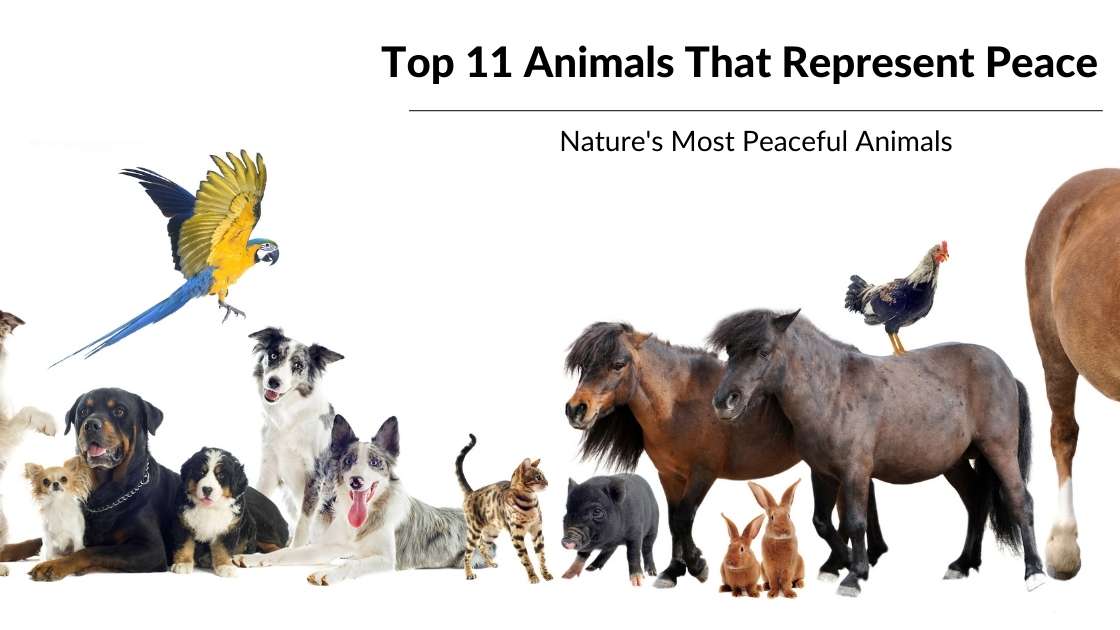 Top 11 Animals That Represent Peace | The Ultimate Guide