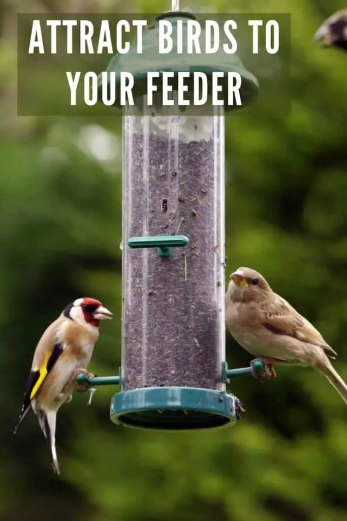 bird feeder attracts birds