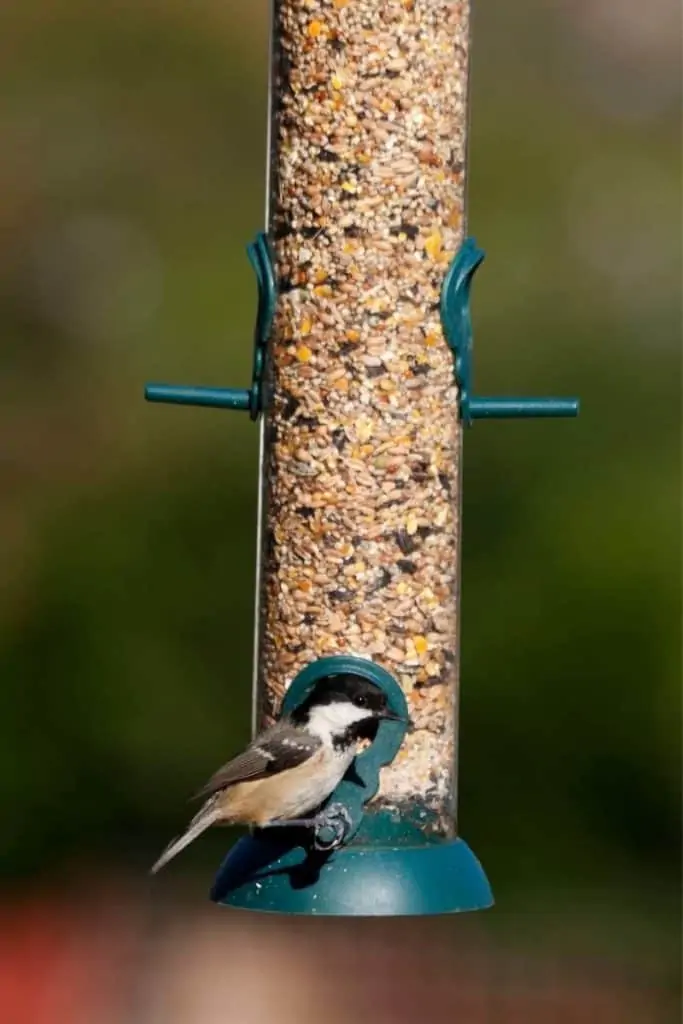 best bird feeder