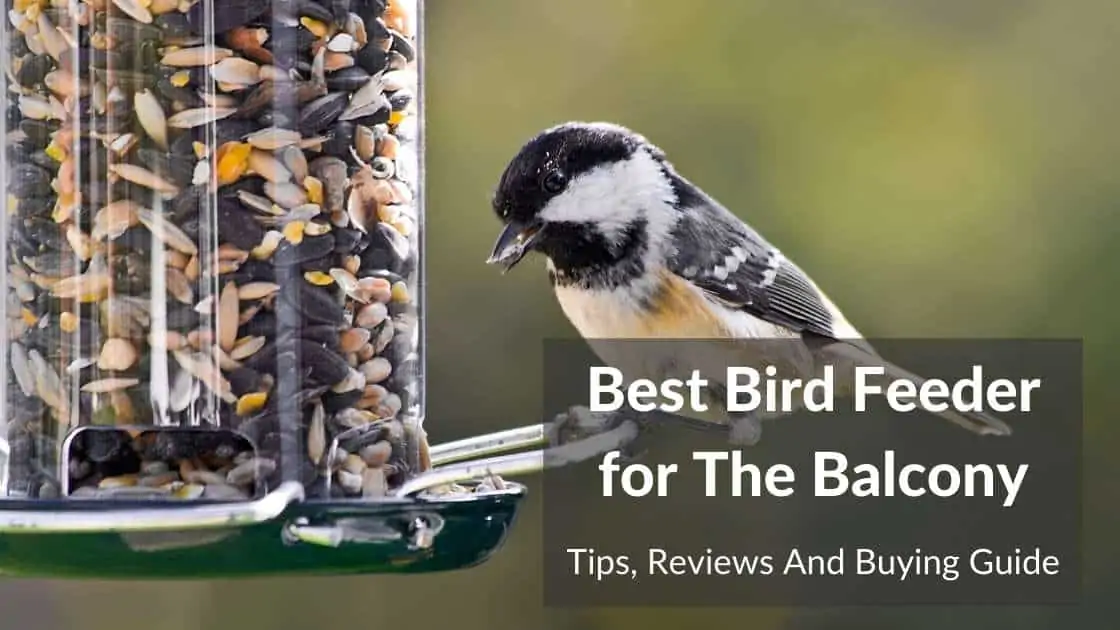 best bird feeder for balcony