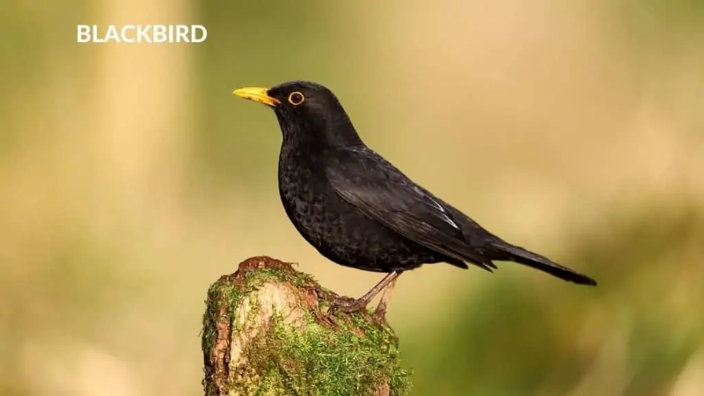 blackbird blue eggs