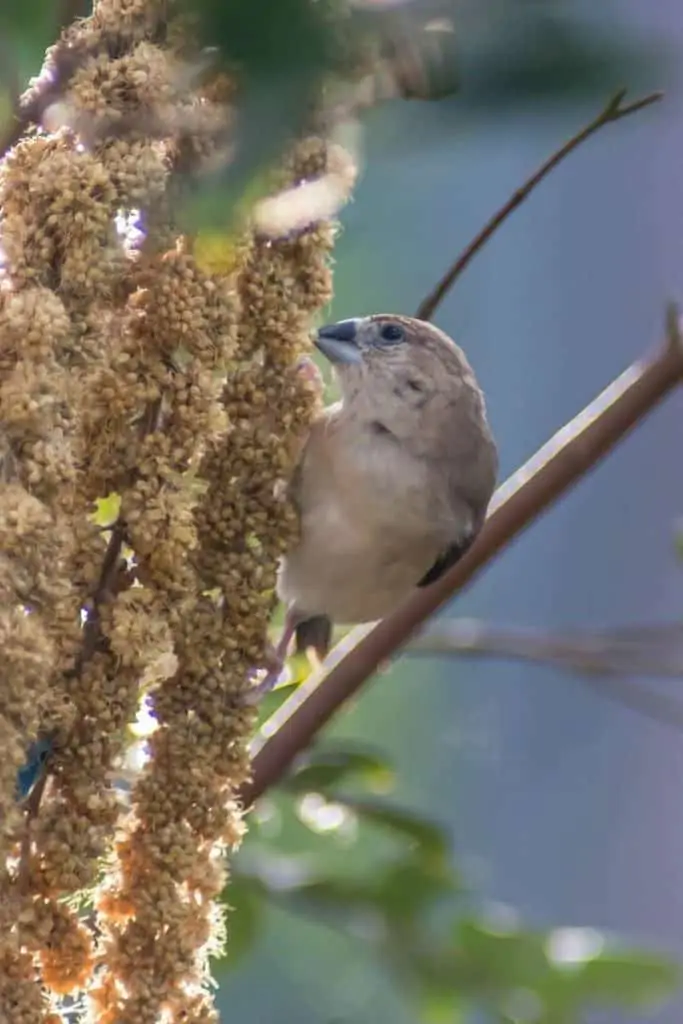 brown finch meaning