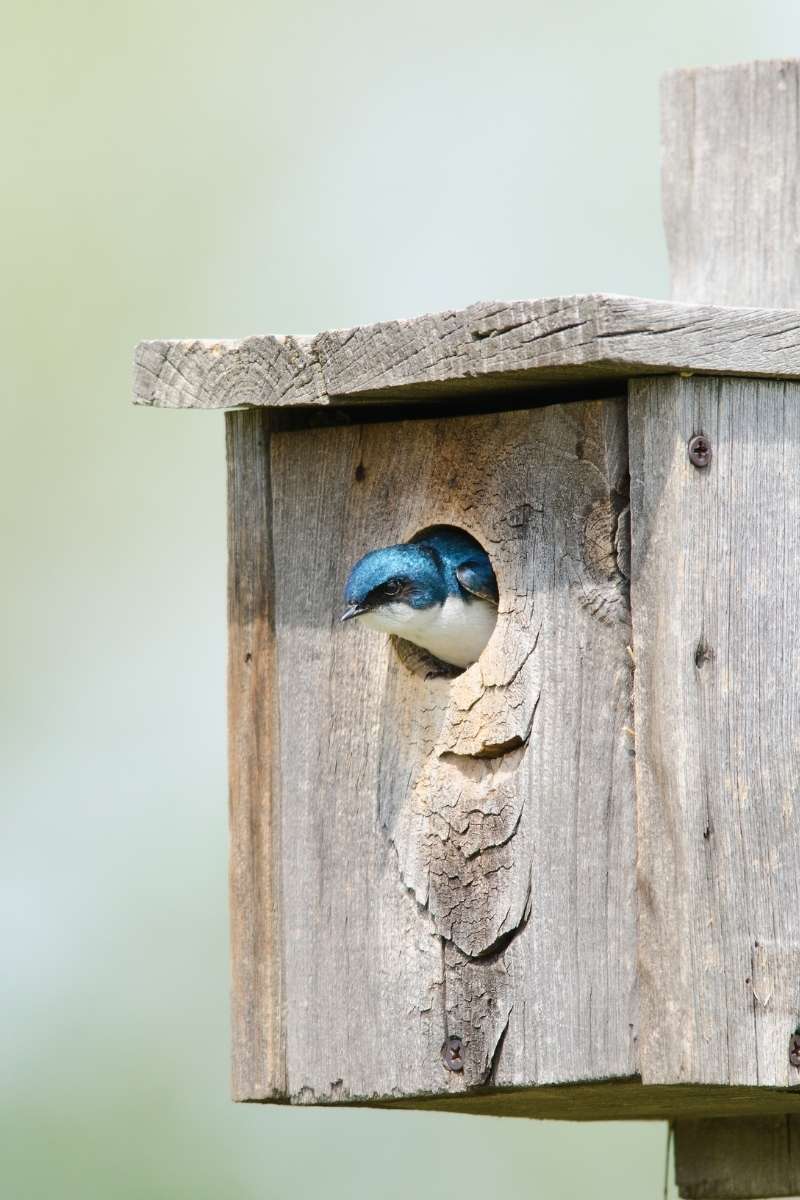 Swallow Bird House Construction Easy Steps To Success