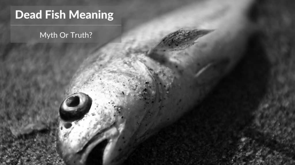 exploring-dead-fish-meaning-is-the-symbolism-truth-or-tale