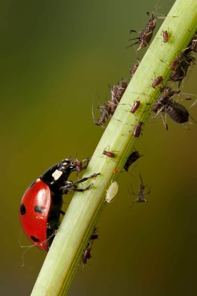 symbolic-interpretations-of-a-dead-ladybug-what-it-means-for-you