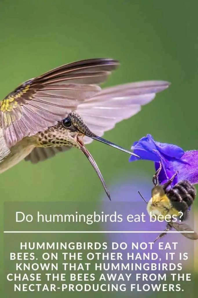 hummingbird eat bees