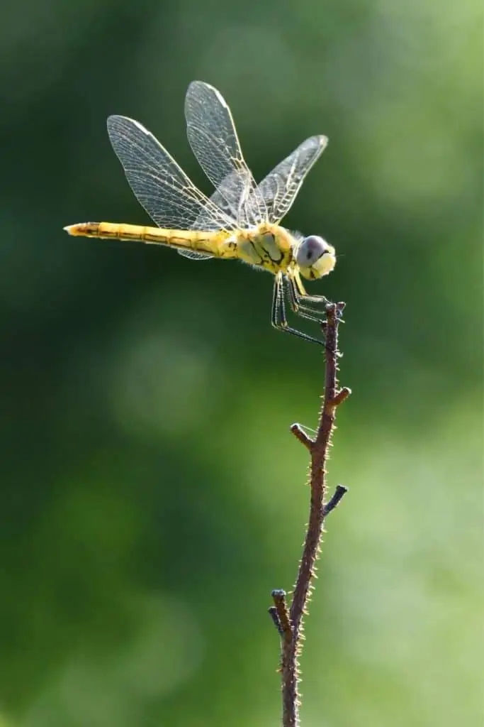 dragonfly is free