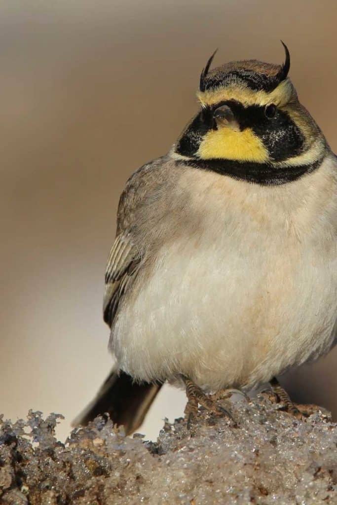 horned lark symbolism