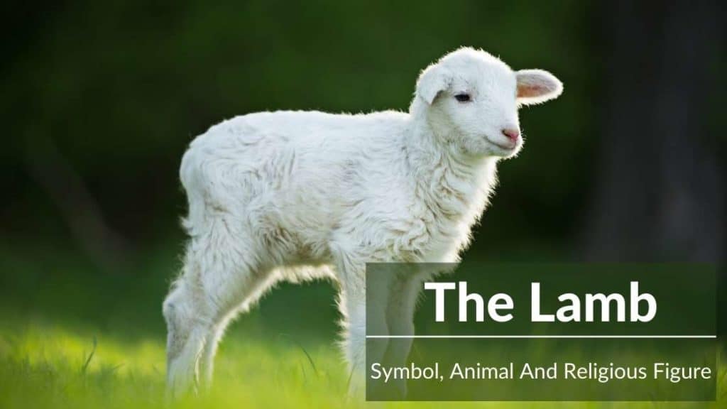 Lamb Symbolism Animal And Religious Heavyweight Full Guide 