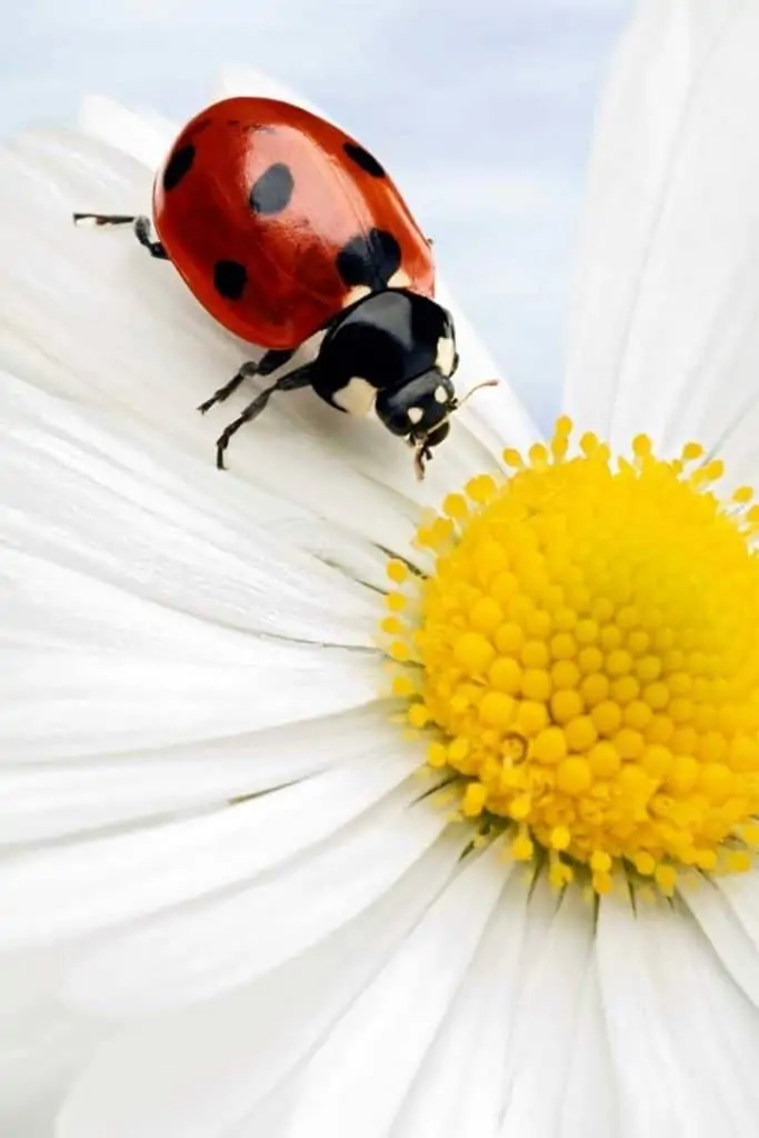 omen behind dead ladybug