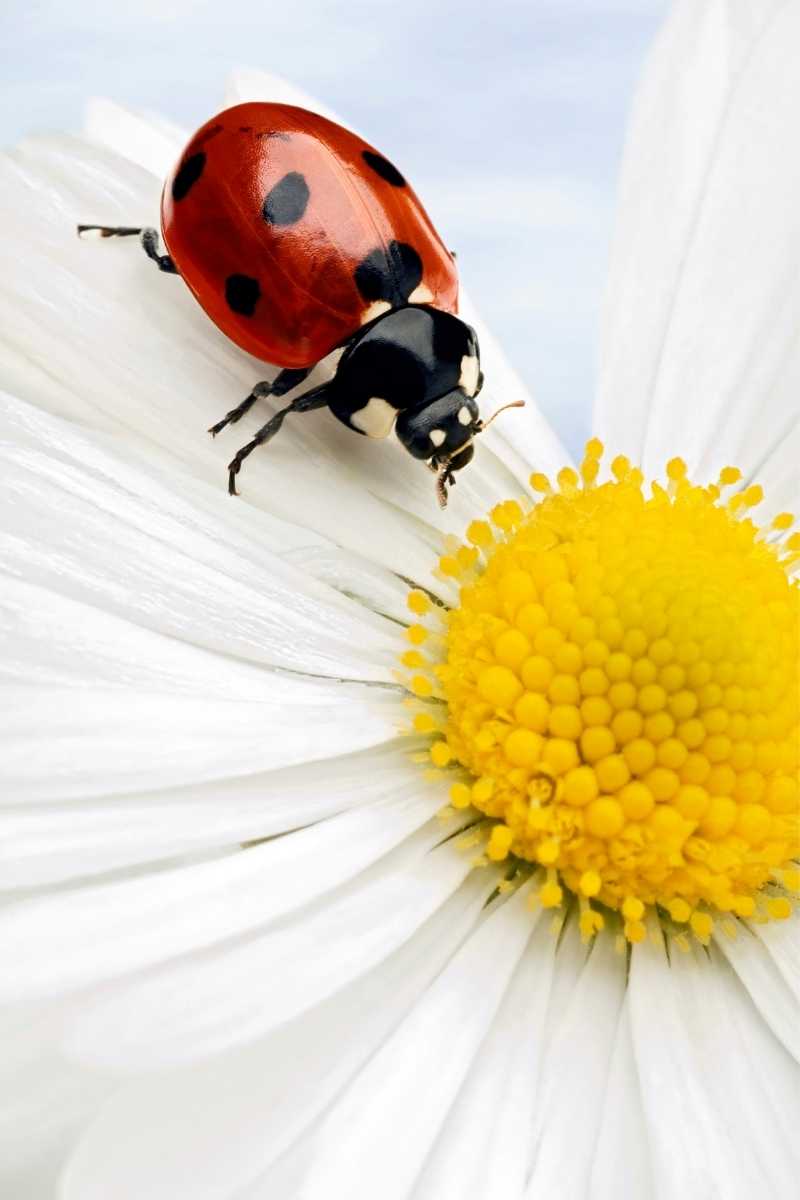 symbolic-meaning-of-the-ladybug-ladybug-ladybug-meaning-symbols